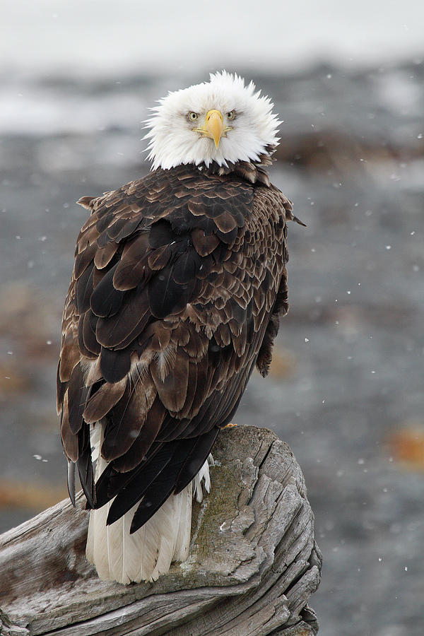 Bald Eagle Photograph by P. De Graaf