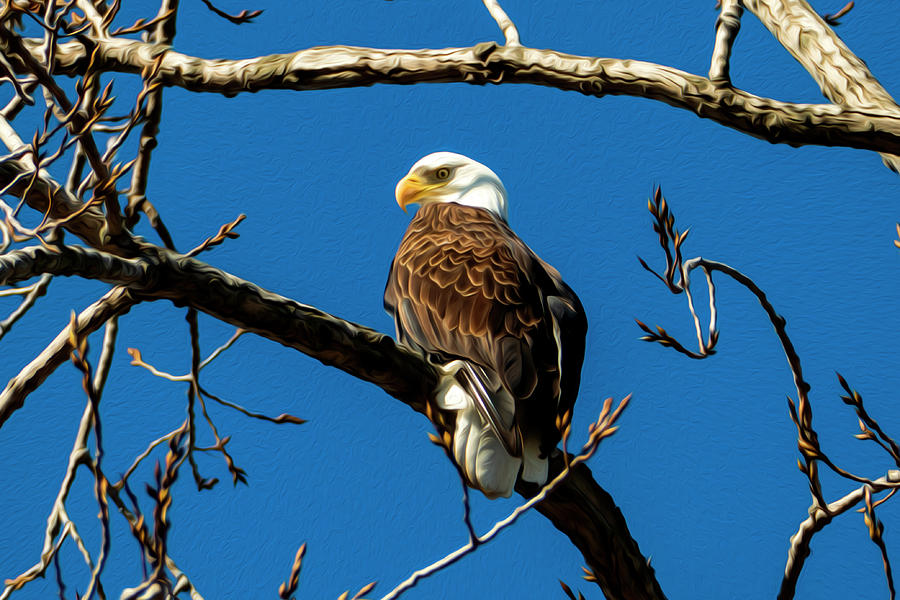 Bald Eagle Painting Digital Art by Sandra Js