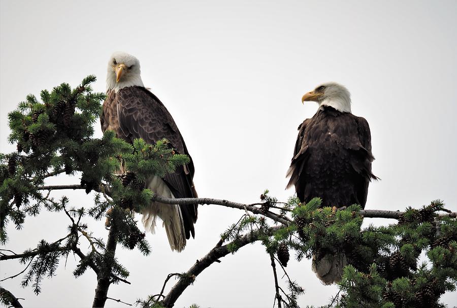 Bald Eagle Pair Photograph by Darrell MacIver