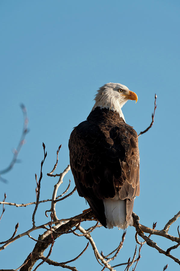 Bald Eagle Perch At Lake Coeur Dalene Photograph by Mike Berenson / Colorado Captures