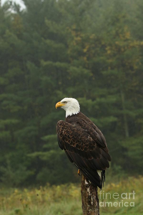 Bald eagle perched Photograph by Heather King