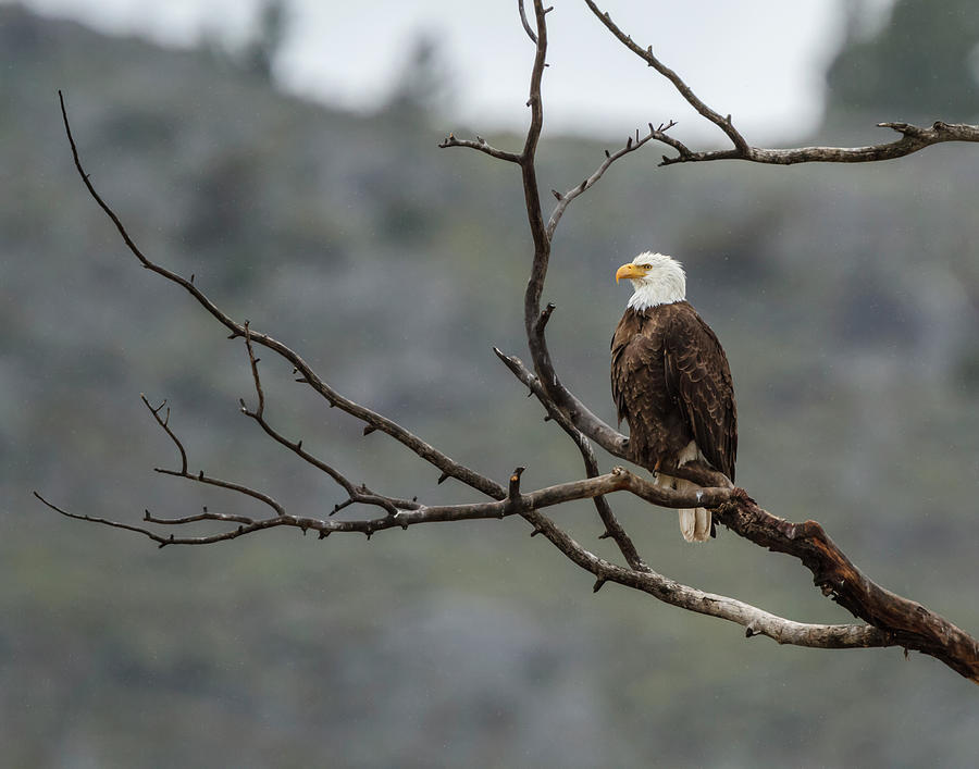 Bald Eagle Perched In Ynp Photograph by Galloimages Online
