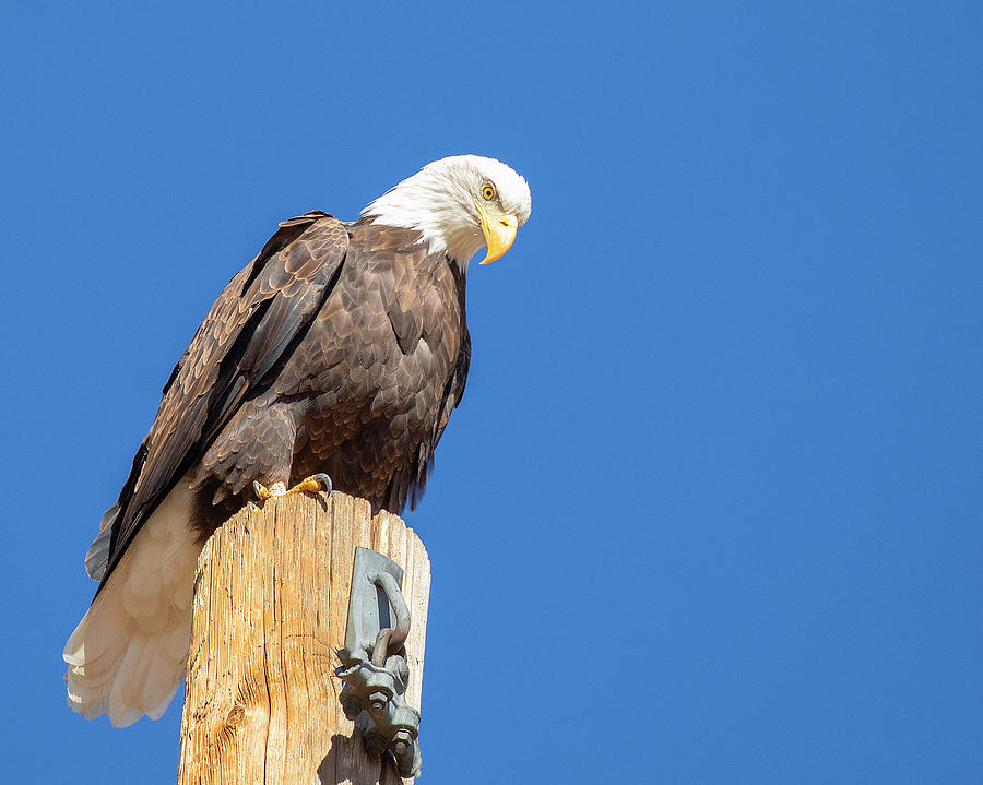 Bald Eagle Perched on Pole Photograph by Lowell Monke