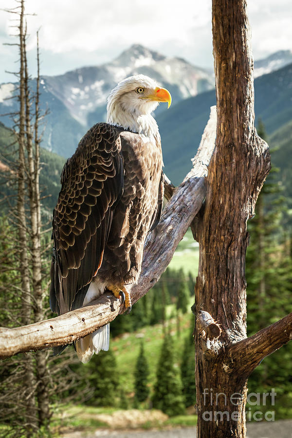 Bald Eagle Perching On Branch, Ouray Photograph by Peter Hernandez