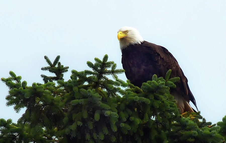 Bald Eagle Pine Tree Photograph by Bill Cain - Pixels