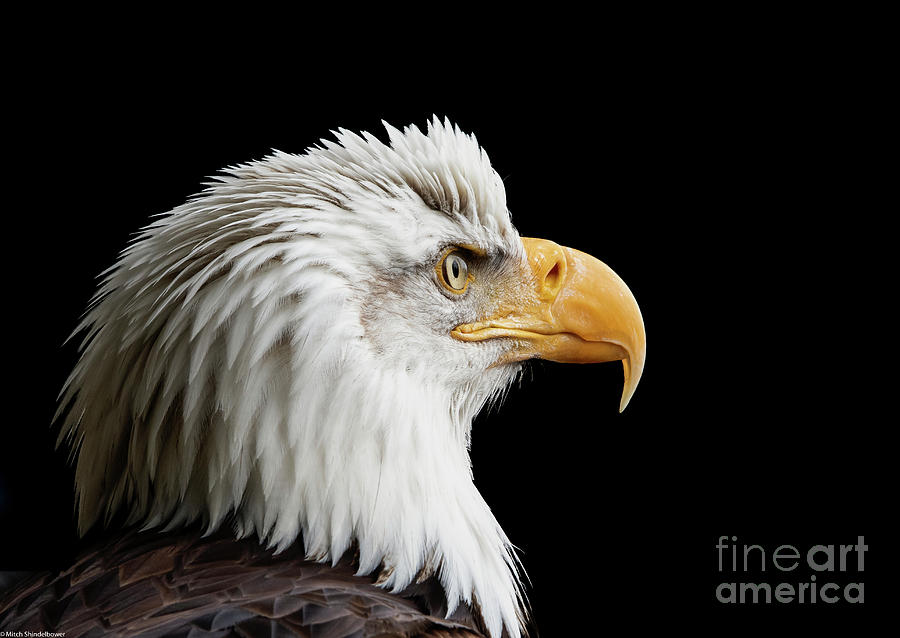 Bald Eagle Portrait 6 Photograph by Mitch Shindelbower