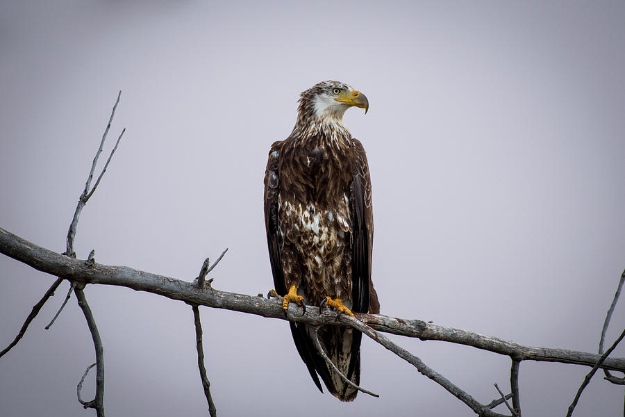 Bald Eagle Portrait Photograph by Gary Kochel