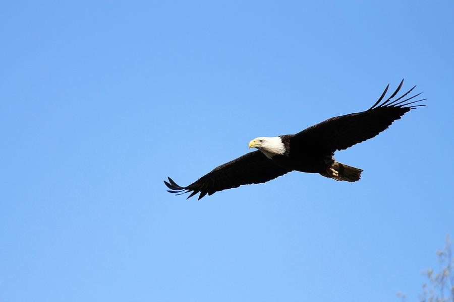 Bald Eagle Portrait In Flight Photograph