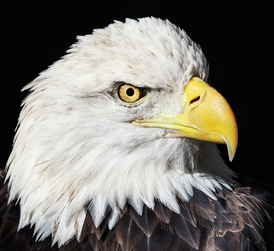 Bald Eagle Portrait Photograph by John Radosevich