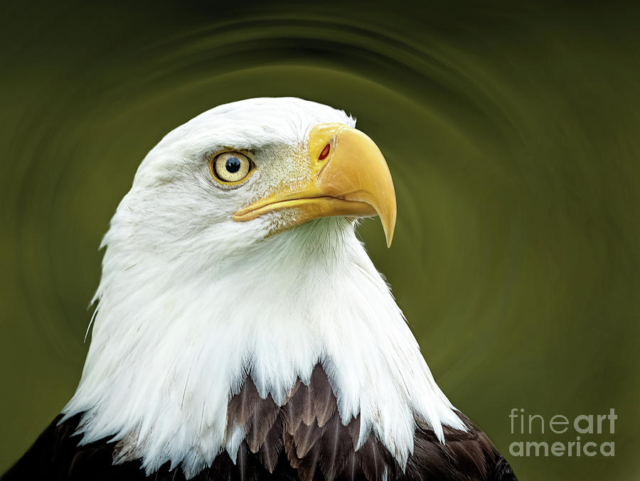 Bald Eagle portrait Photograph by Joseph Miko