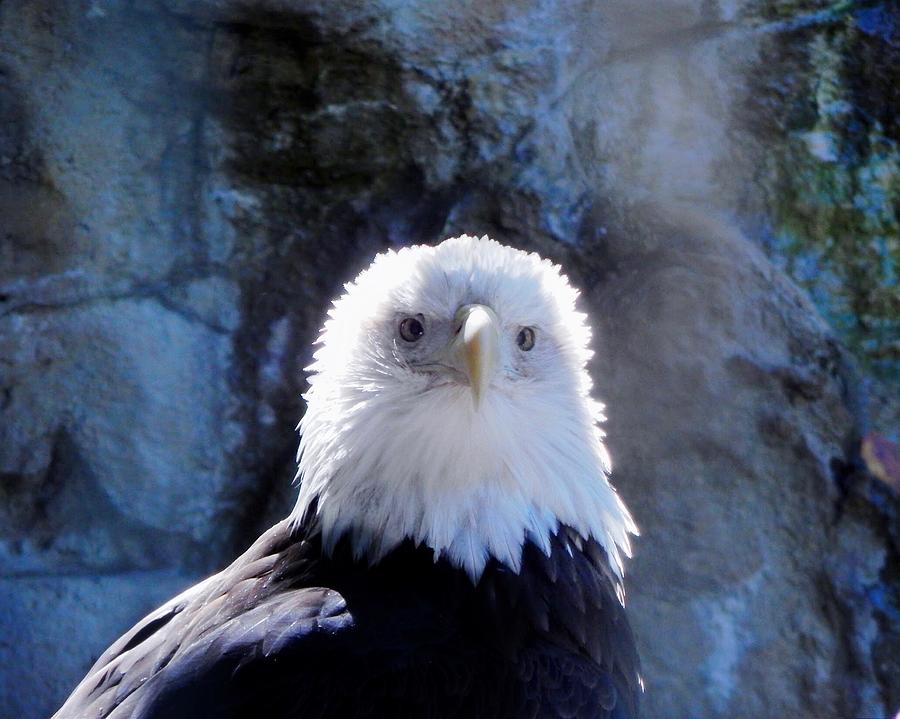 Bald Eagle Portrait Photograph by Lukas Miller
