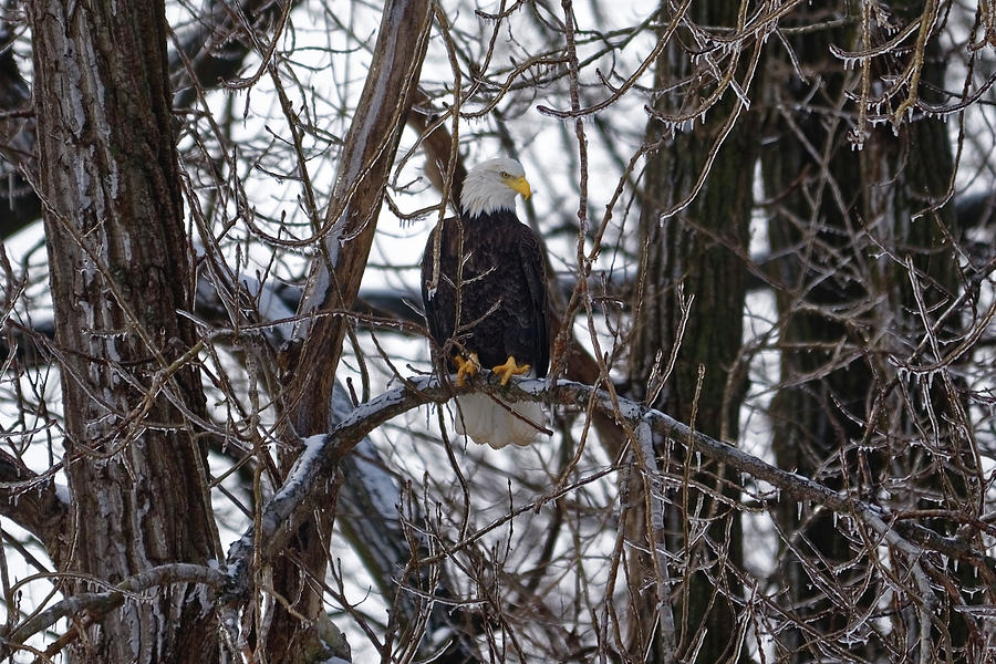 Bald Eagle Portrait Photograph by Peter Ponzio