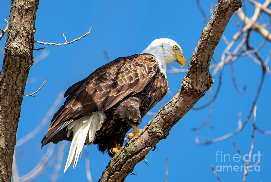 Bald Eagle Portrait Photograph by Sandra Js