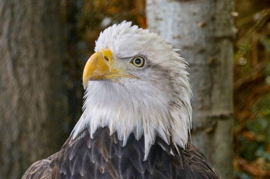 Bald Eagle Portrait Photograph by Susan Rydberg