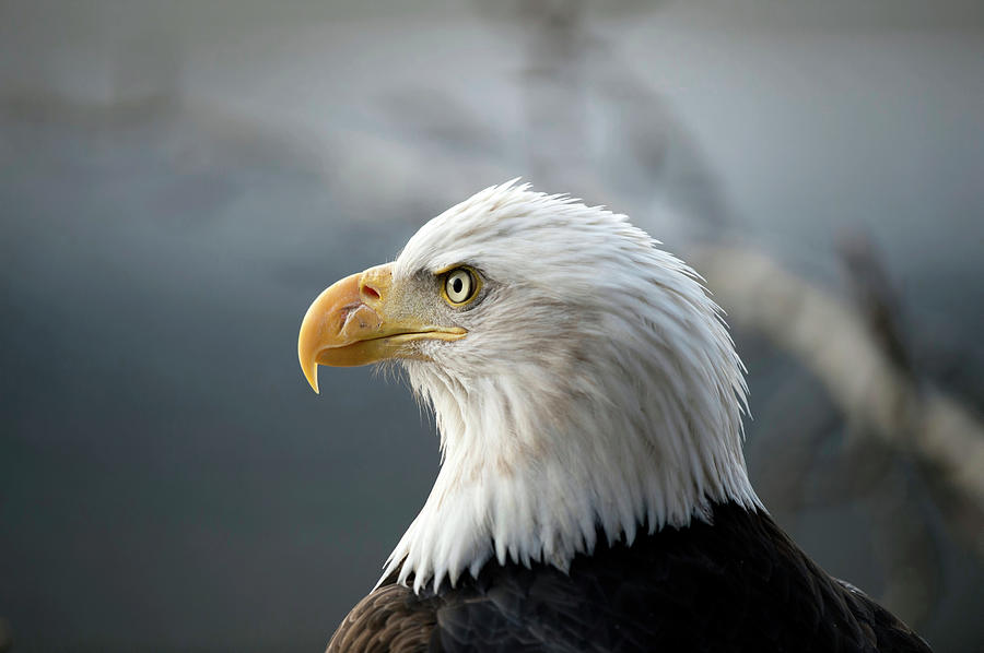 Bald Eagle Portrait Photograph by William Mullins