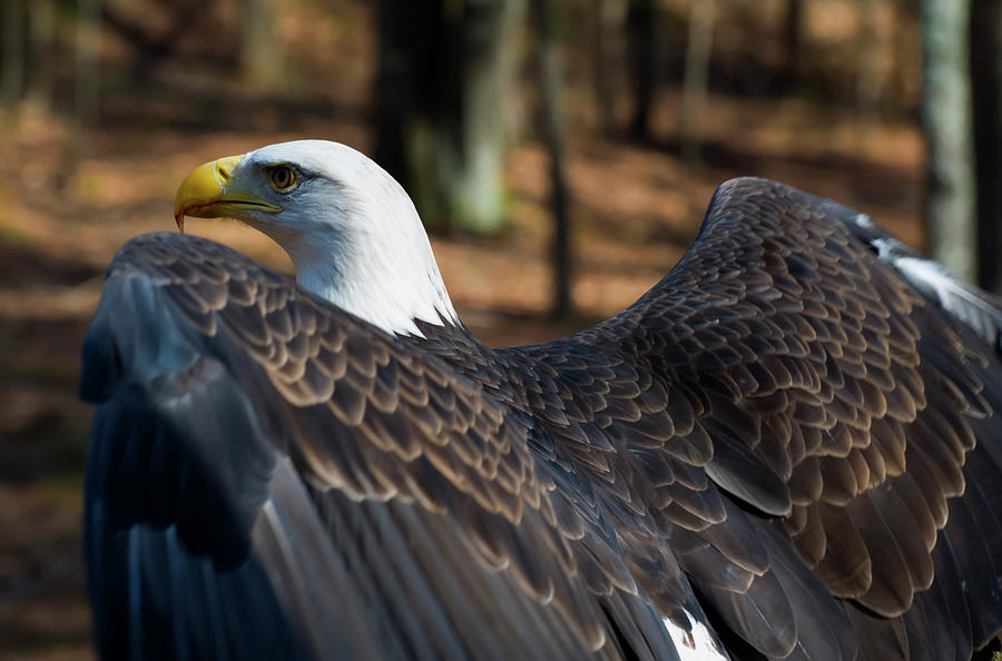 bald eagle ready to fly by Chris Flees bald eagle ready to fly by Chris Flees