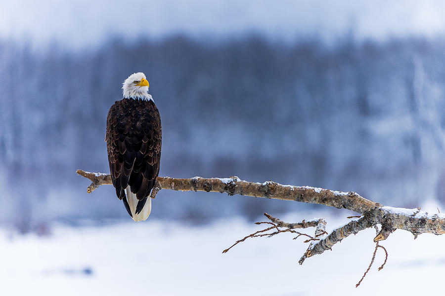Eagle Photograph - Bald Eagle Resting by Yao Li