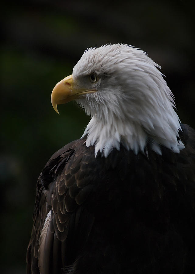 Bald Eagle Photograph by Rick Brockamp