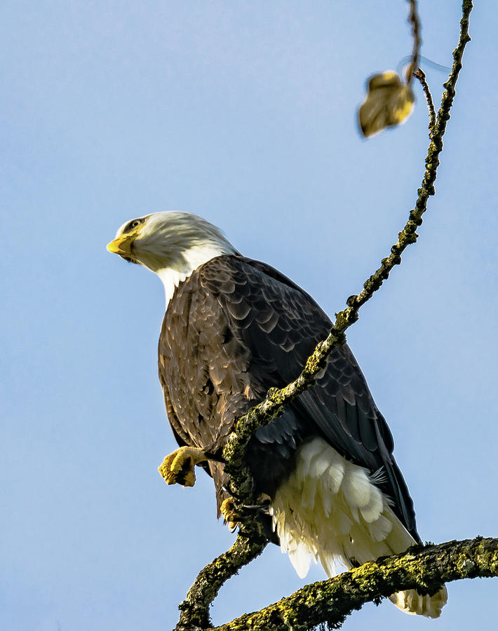 Bald Eagle Scanning the Sky Photograph by David Lee