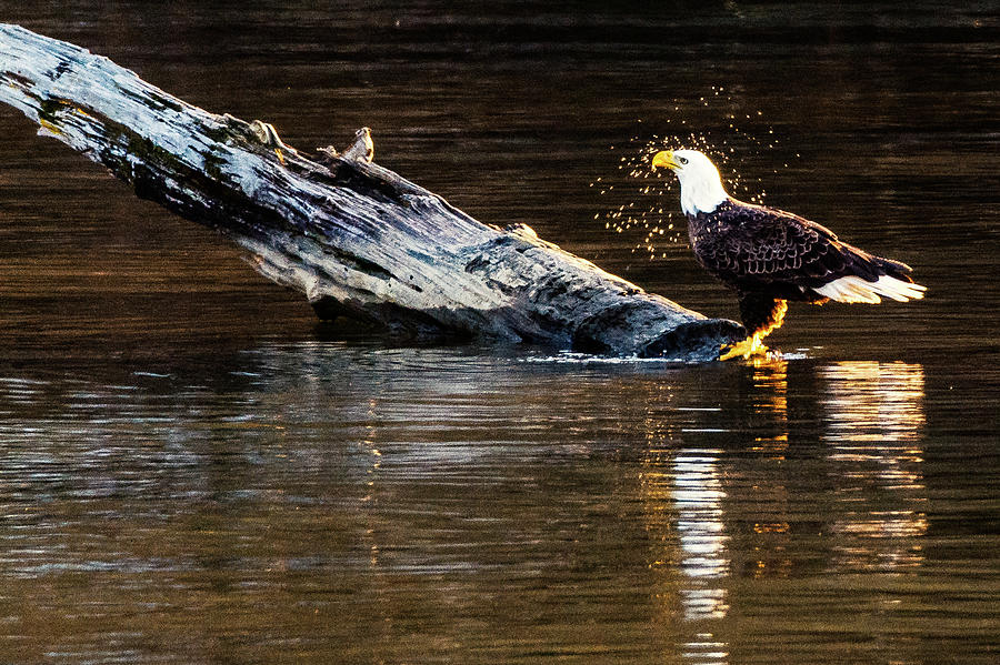 Bald Eagle Shaking Off the Water by Jack Peterson Bald Eagle Shaking Off the Water by Jack Peterson