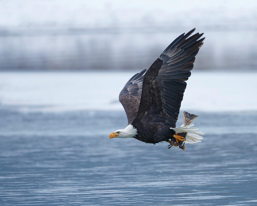 Eagle Photograph - Bald Eagle by Shlomo Waldmann