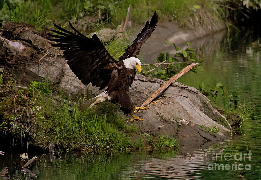 Bald Eagle-Signed-1263 Photograph by J L Woody Wooden