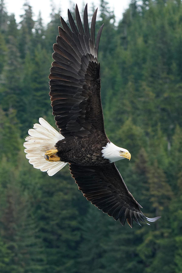 Bald Eagle Soaring In Alaska Photograph by Hiroya Minakuchi