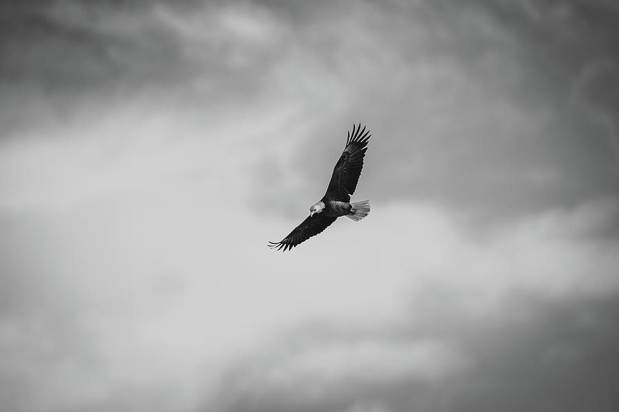 Bald Eagle Soaring Photograph by Jeff Phillippi