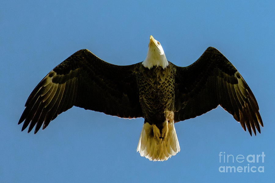 Nature Photograph - Bald Eagle Soaring by Rafael De Armas