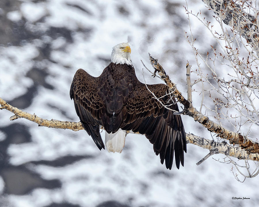 Bald Eagle Spread Wings Photograph by Stephen Johnson