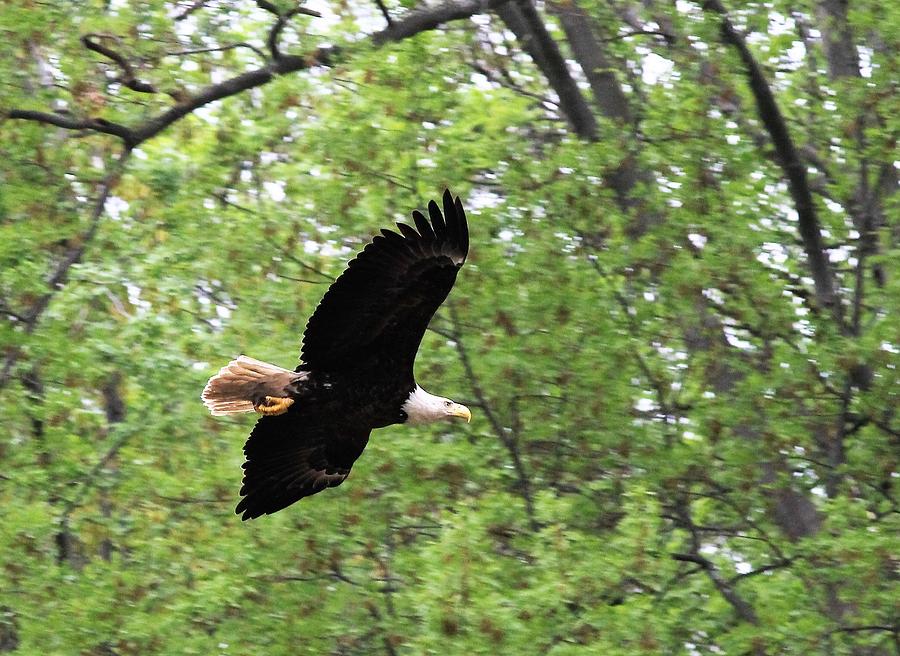 Bald Eagle Spring Woods Photograph