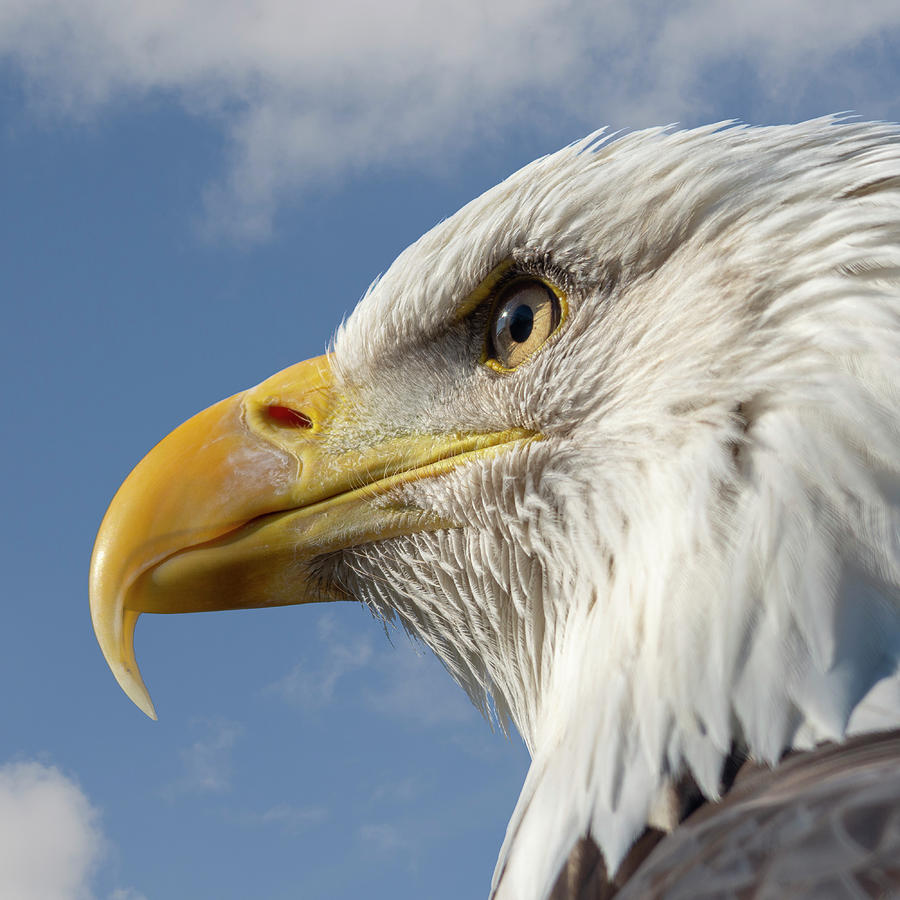 Eagle Photograph - Bald Eagle square by Steev Stamford