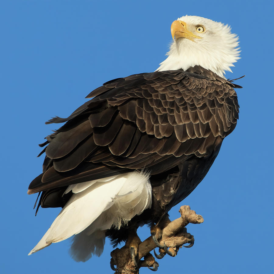 Bald Eagle Squared Photograph by Kathleen Bishop - Fine Art America