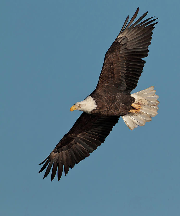 Bald Eagle Photograph by Straublund Photography