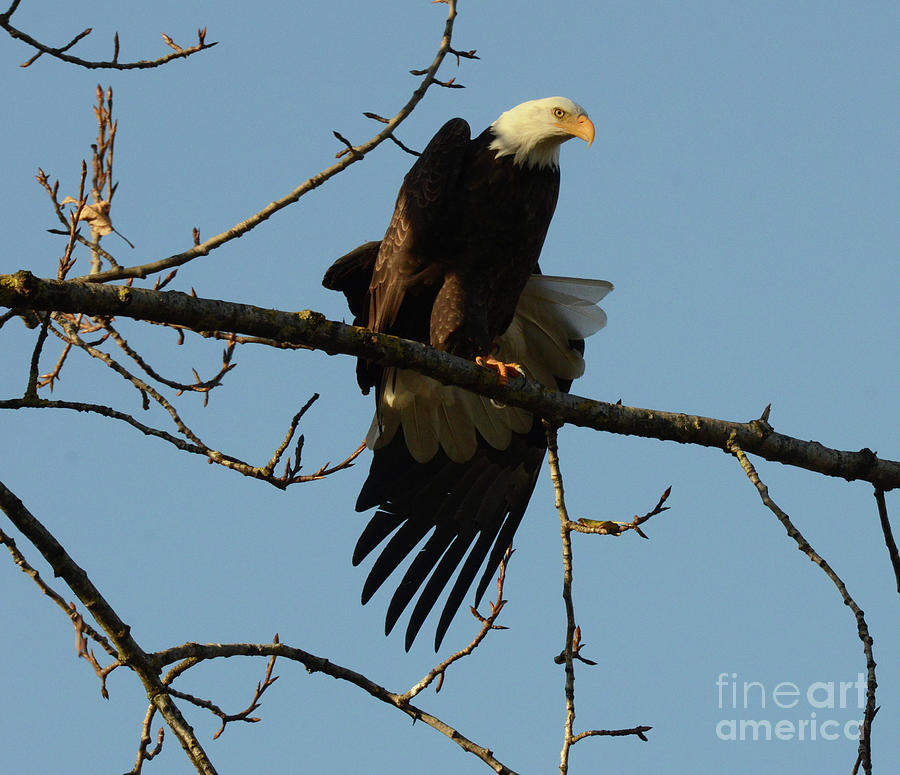 Eagle Photograph - Bald Eagle Stretching by Bob Christopher