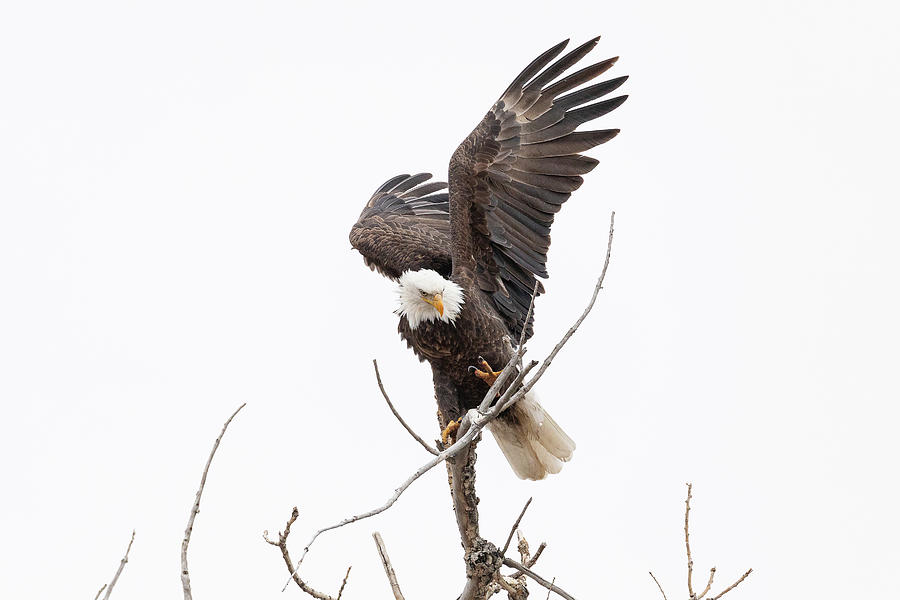 Bald Eagle Struggles to Land Photograph by Tony Hake