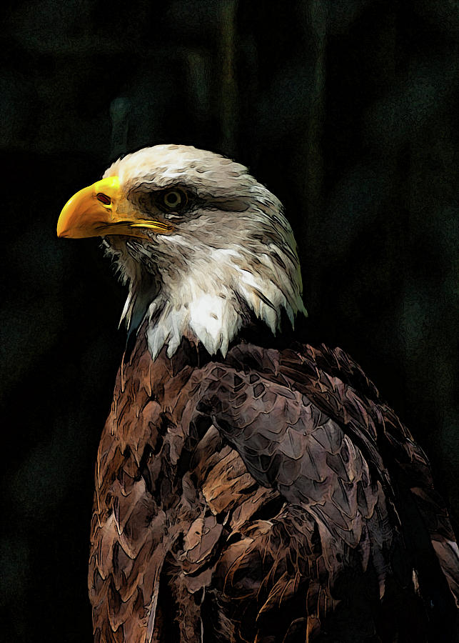 Bald Eagle Stylized Photograph
