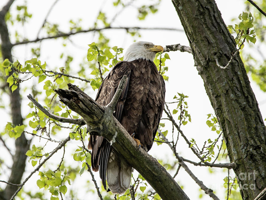 Bald Eagle surveying her nest Photograph by David Bearden