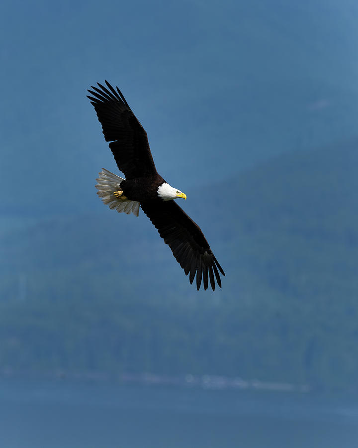Bald Eagle takes a slow turn over Hood canal Photograph by Gary Langley