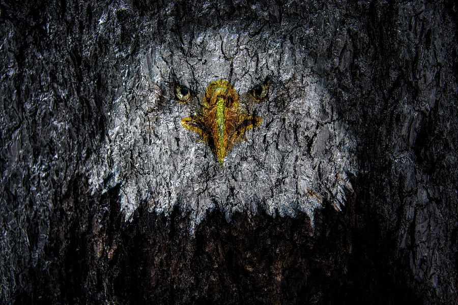 Bald Eagle Tree Bark Digital Art by Pelo Blanco Photo