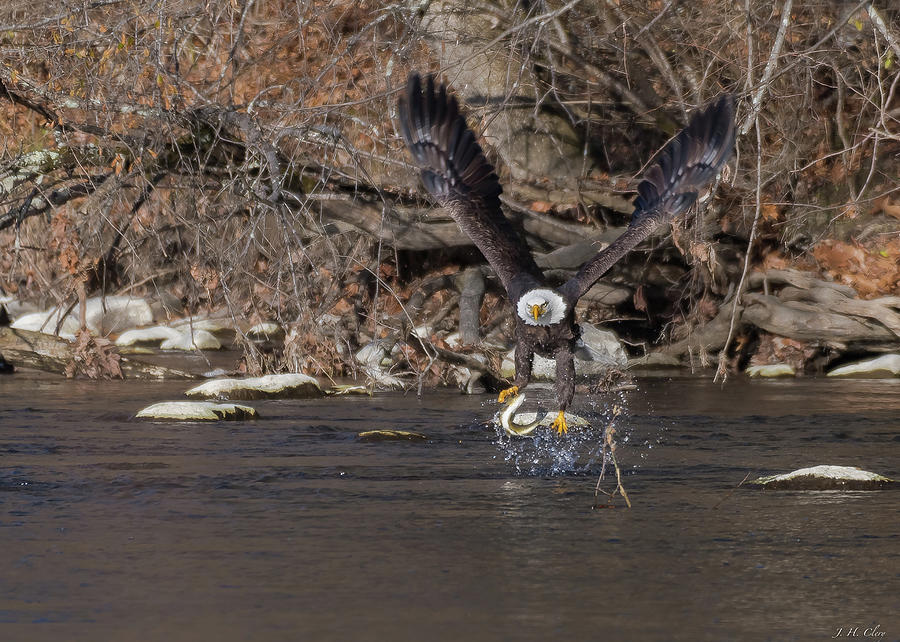 Bald Eagle Trout - B Photograph By J H Clery - Pixels