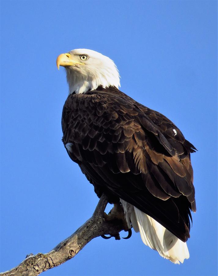 Bald Eagle Under Blue Skies Photograph by Lori Frisch