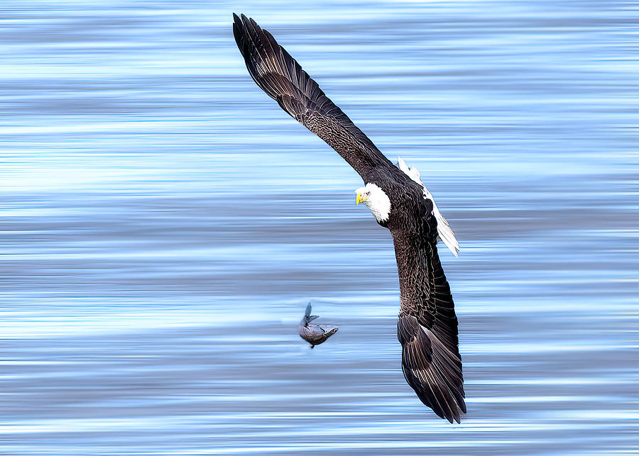 Fish Photograph - Bald Eagle Upset by Ken Liang