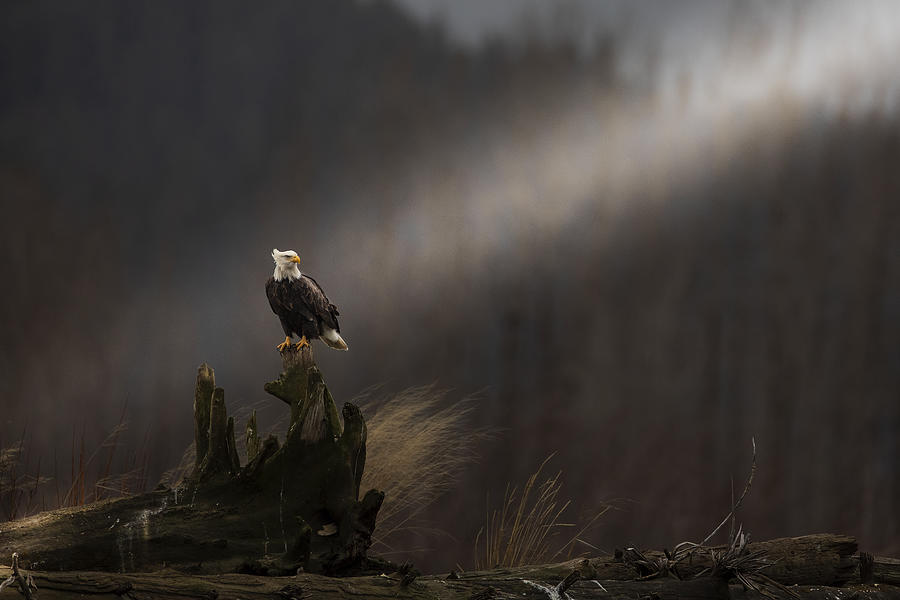 Eagle Photograph - Bald Eagle by Valerio Ferraro