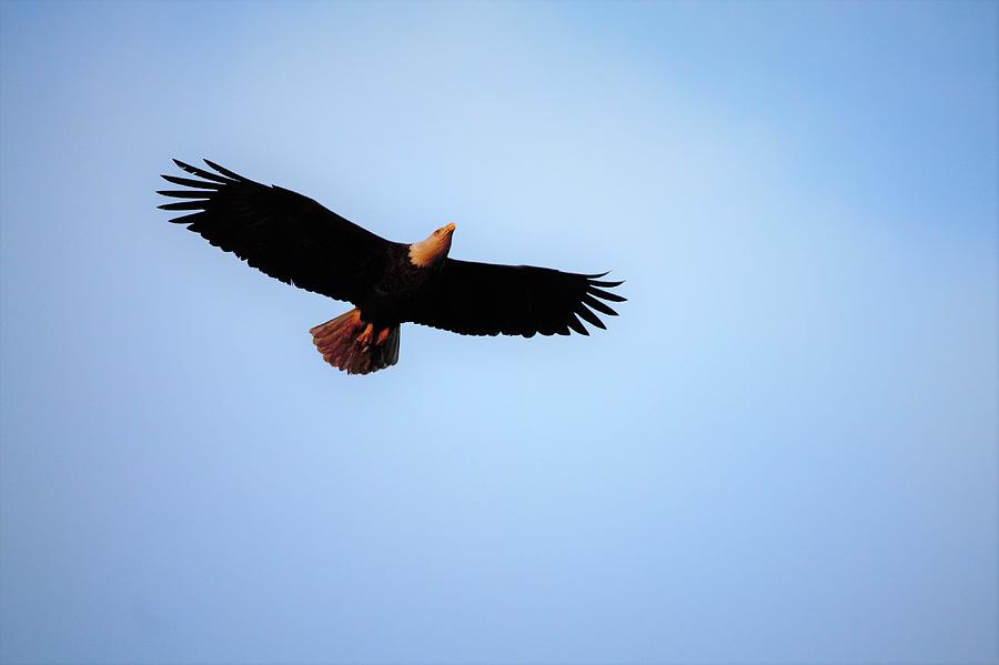 Bald Eagle Wind Beneath Wings Photograph