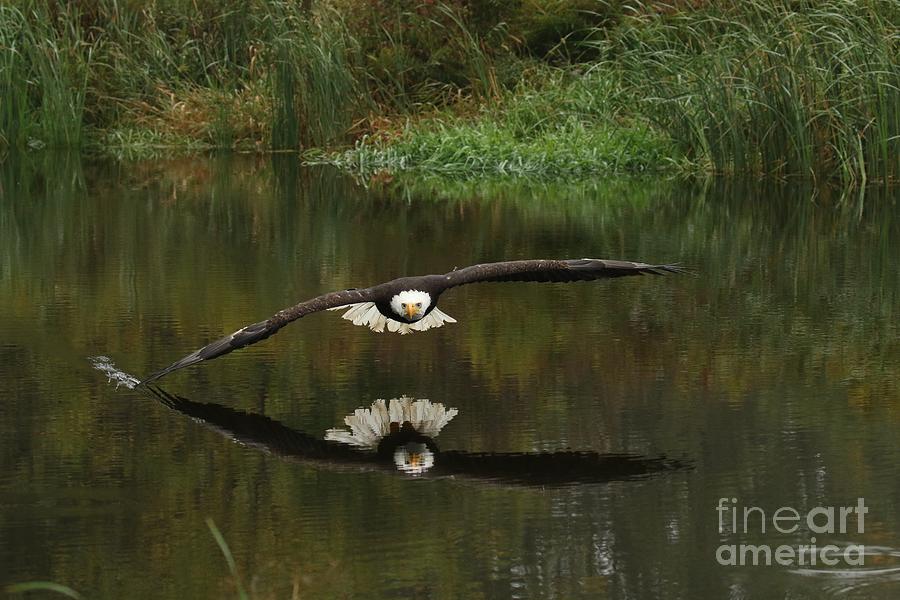 Bald eagle wing dip Photograph by Heather King