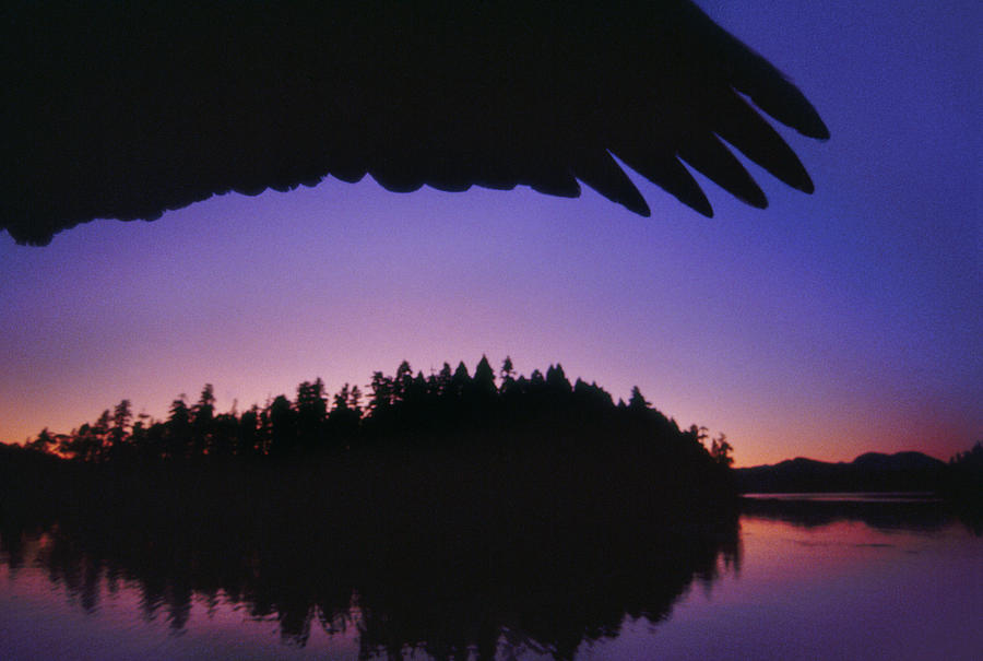 Bald Eagle Wing, Haliaeetus Photograph by Mint Images