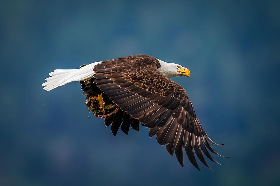 Eagle Photograph - Bald Eagle With Fish by David H Yang