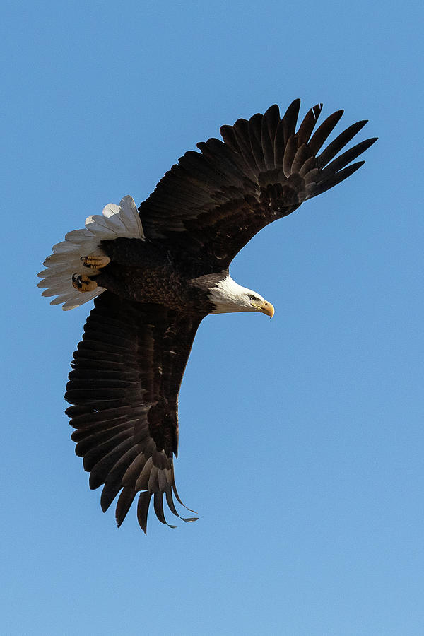 Bald Eagle With Its Wings Wide Photograph by Tony Hake