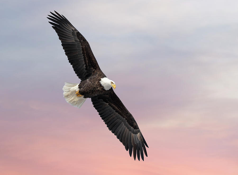 Bald Eagle With The Sunrise 2019-1 Photograph by Thomas Young